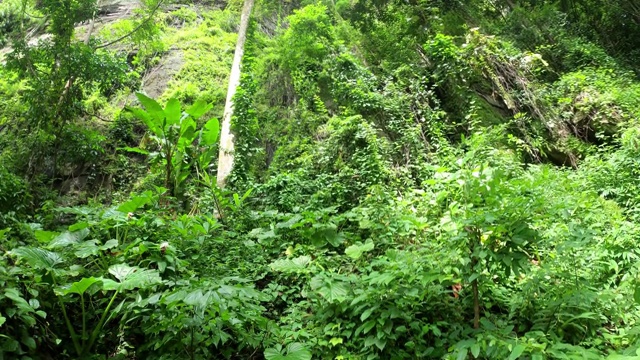 热带雨林树上的绿叶植物视频素材