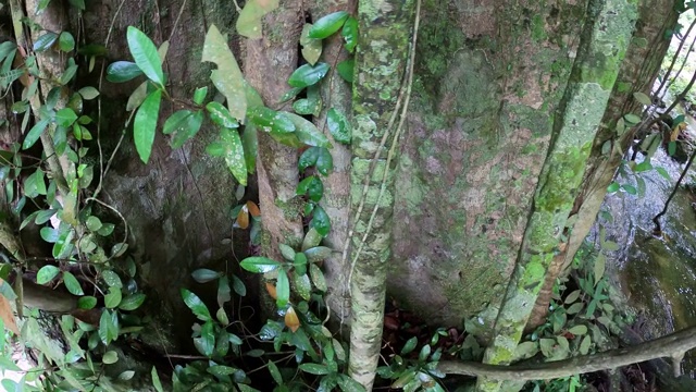 树木和植物在溪流中视频素材