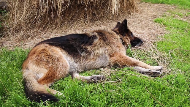 一条德国牧羊犬躺在绿草地上。视频素材