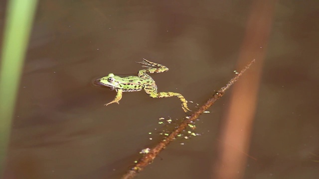 绿色水蛙的肖像，在水中游泳的Pelophylax esculentus视频素材