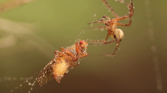 近距离微距拍摄的一只蜘蛛抓住了受害者，并把它缠在了网上。视频素材