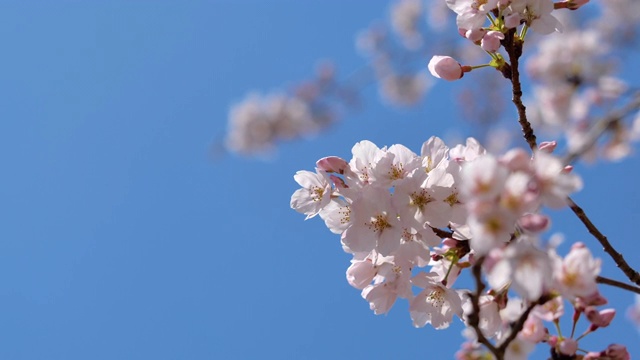 樱花和蓝天。视频素材