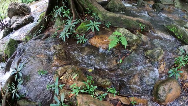 树木和植物在溪流中视频素材