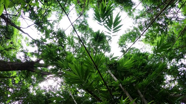 热带雨林中的绿叶植物视频素材