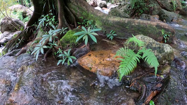 树木和植物在溪流中视频素材