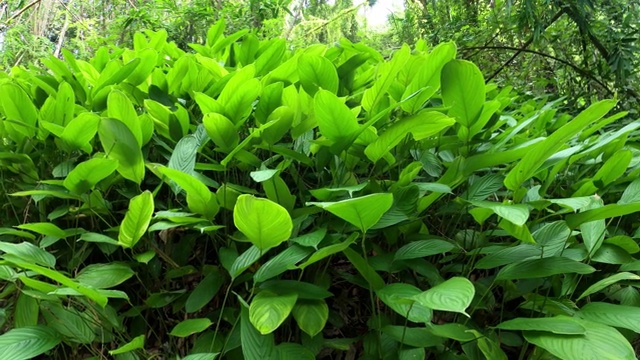 热带雨林中的绿叶植物视频素材