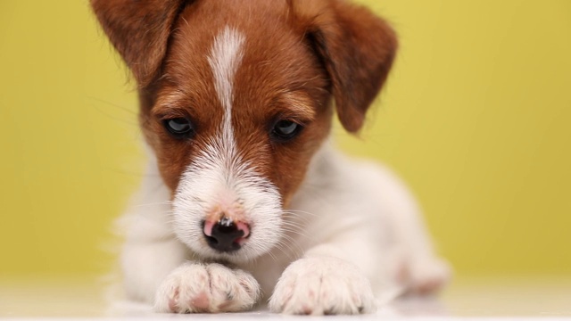 近距离观察一只躺着的小杰克罗素梗犬，看着镜头，头靠在黄色背景的地上视频素材