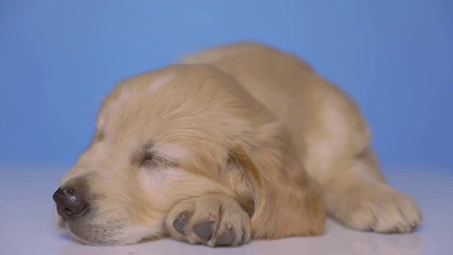 幸福地睡着了的金毛猎犬躺下，把他的头放在他的爪子在蓝色的背景上视频素材