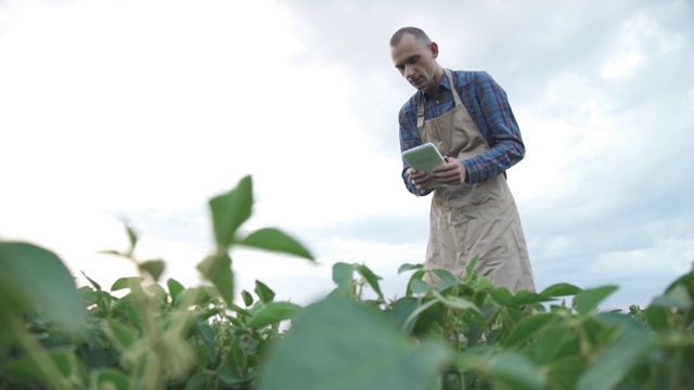 男性农民农学家在耕地上检查大豆植物，男性农场工人检查作物的发展视频素材