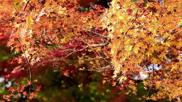 初秋以枫叶为背景，以温暖阳光的色调与空间相映衬。视频素材