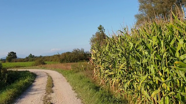 在成熟的玉米地的土路上骑车视频素材