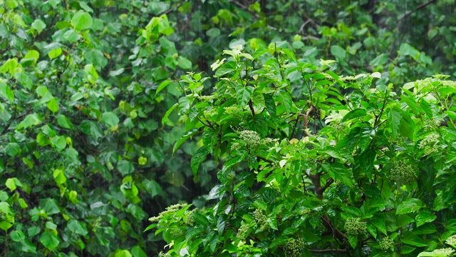 热带雨林中的热带雨视频素材