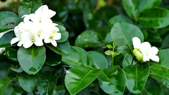 橙色茉莉(Murraya paniculata)盛开在树上与昆虫视频素材