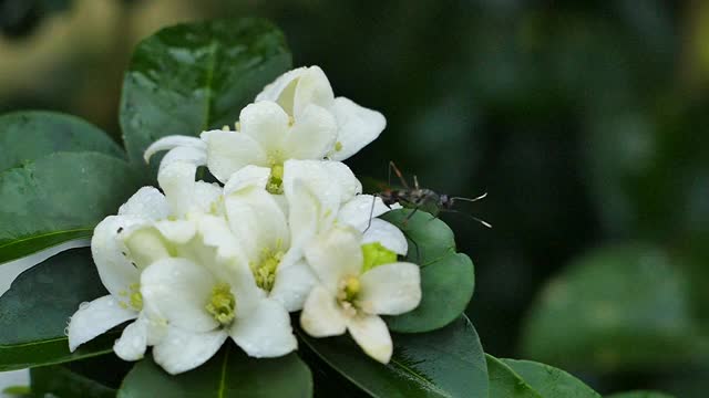 橙色茉莉(Murraya paniculata)盛开在树上与昆虫视频素材