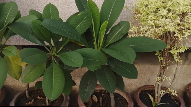 建筑物旁边花盆里的植物特写视频素材