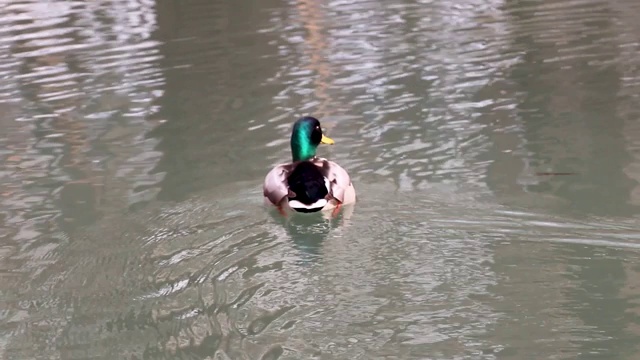 翡翠公鸭水鸟特写视频素材