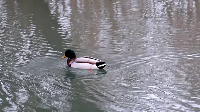 翡翠头公鸭鸟特写水视频素材