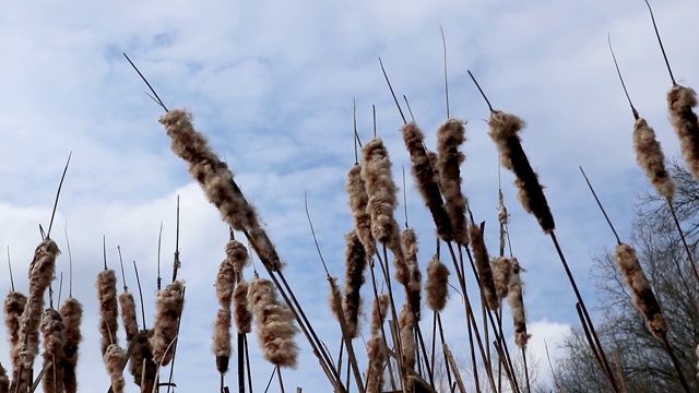 干芦苇冷泉池湖风录视频素材