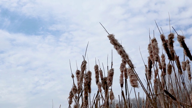 水干芦苇冷泉池湖多风视频素材