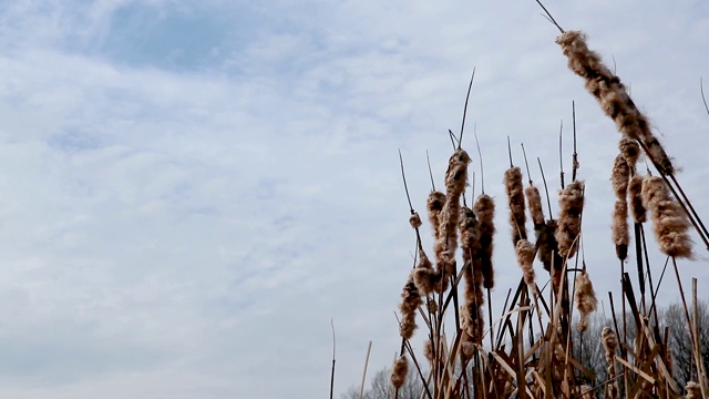 干水芦苇冷泉池湖风对多云天空视频视频素材