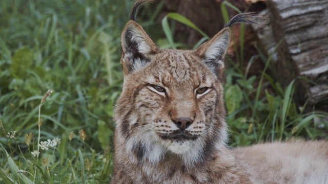 卡巴切诺公园的北方猞猁视频下载