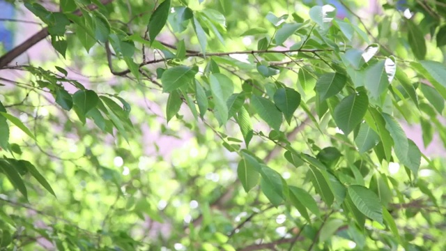 在一个阳光明媚的夏天，一棵大树上的绿叶随风飘动视频下载