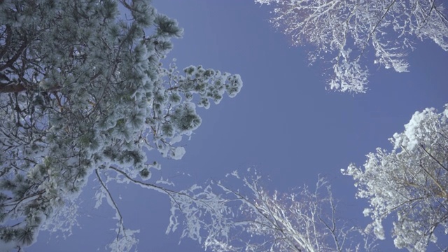 美丽的结霜的雪树在一个晴朗的日子，对着蓝天视频素材