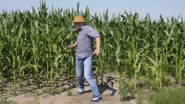 快乐的男农民在玉米地里跳舞。工人庆祝有趣的病毒式舞蹈自由。兴奋庆祝成功，成就舞蹈。有创造力的人成功的快乐的快乐的快乐的。视频素材