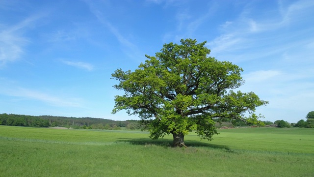 草地上的老橡树，无人机飞行。Franconian Heights自然公园，Naturpark Frankenhöhe, Franconia, Bavaria, Germany。视频素材