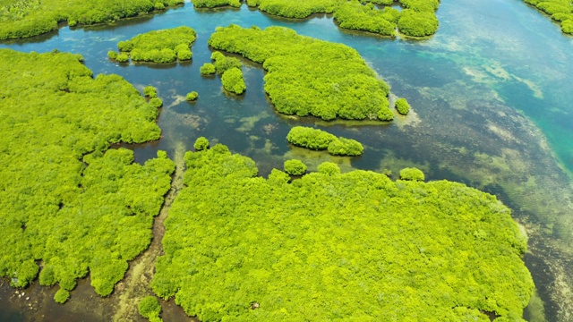 红树林和河流鸟瞰图视频素材