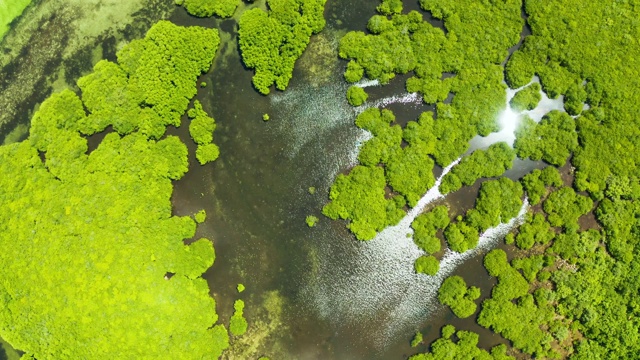 红树林和河流鸟瞰图视频素材