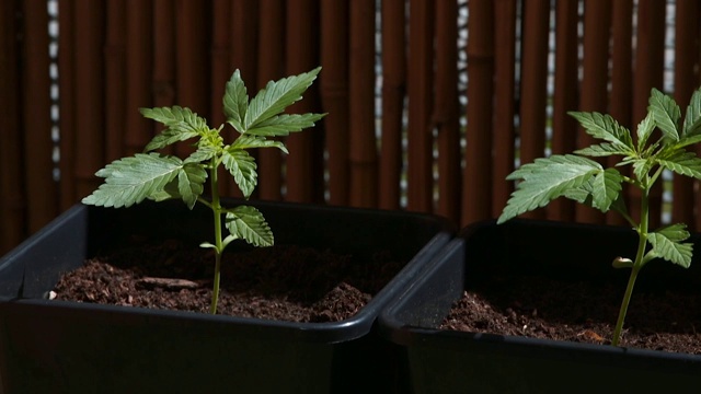 大麻幼苗在阳光下生长。在家里种植植物。视频素材