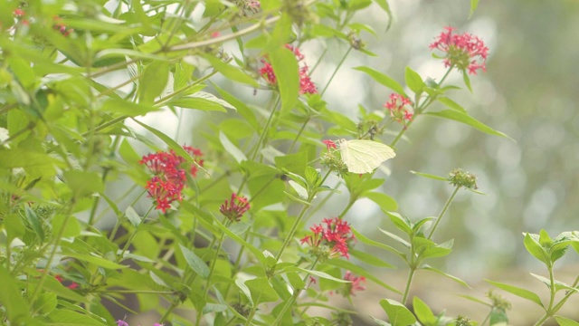 安泰奥斯·克洛林德环绕着披杉树Pentas Lanceolata，俗称埃及星团，哥伦比亚Medellín的一束小红花植物视频素材