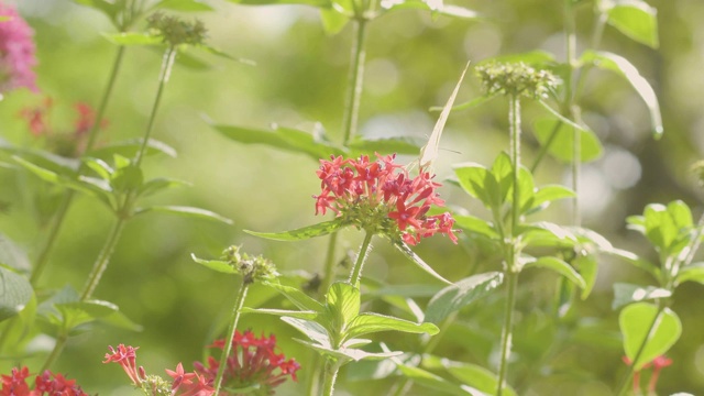 安泰奥斯·克洛林德环绕着披杉树Pentas Lanceolata，俗称埃及星团，哥伦比亚Medellín的一束小红花植物视频素材