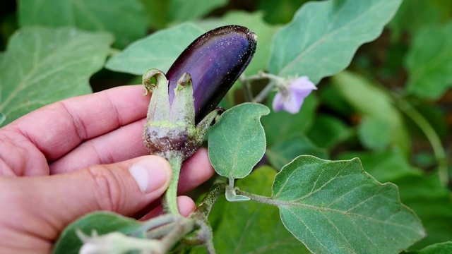 花园里的天然小茄子更健康。健康农业蔬菜,视频素材