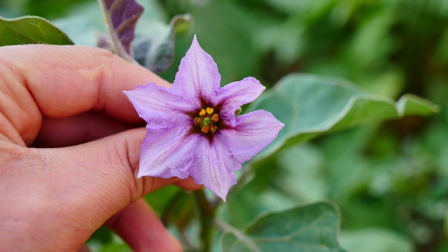 花园里的天然茄子花，茄子花，视频素材