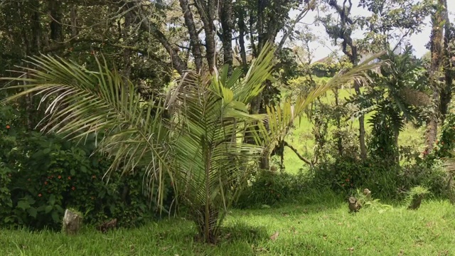 在晴朗多风的日子里，尼考植物(Rhopalostylis sapida)通过太阳改变光视频素材