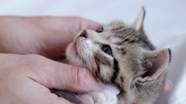 4k小猫在主人手中睡着。条纹家猫躺在手上。猫睡觉。快乐可爱的宠物的概念。女孩抚摸小猫视频素材