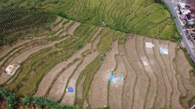 无人机鸟瞰以山脉为背景的稻田视频素材