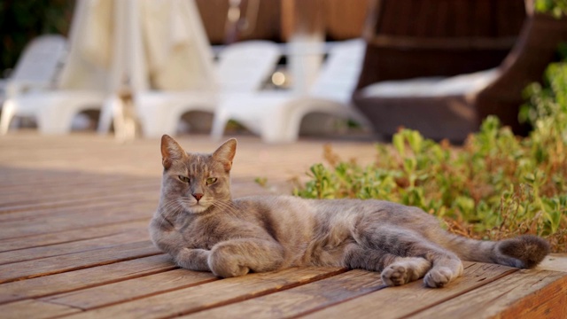 懒惰的猫视频素材