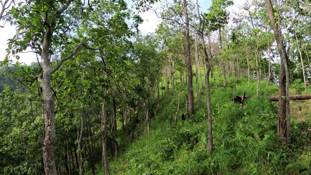 落叶龙舌兰森林与绿色草地视频素材