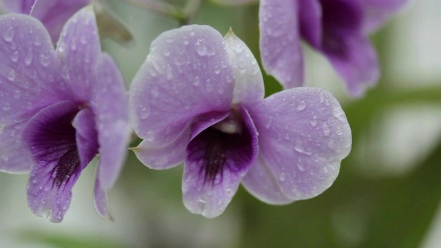 特写紫色的兰花。视频素材