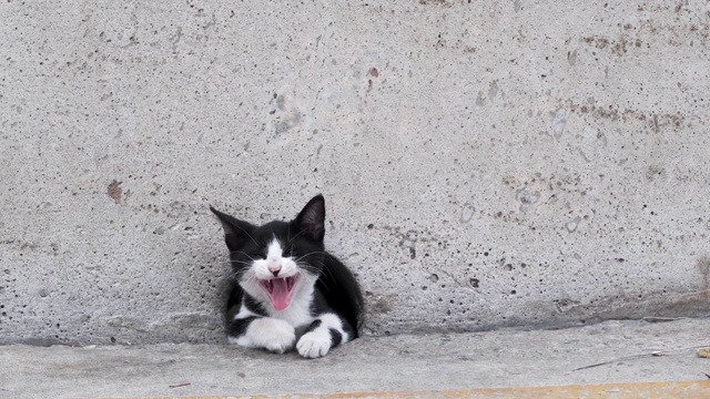 黑白色的小猫在水泥墙的洞里视频素材