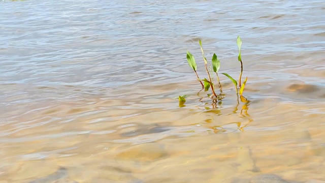 海岸波浪带着植物视频下载