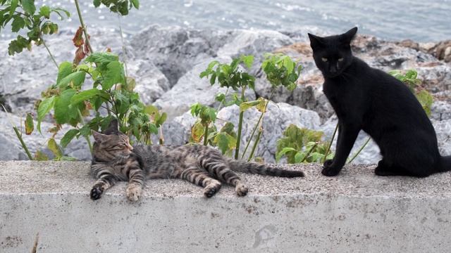 年轻的猫在海岸附近的墙上恋爱视频素材