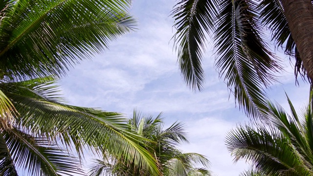 低角度的椰子树在海滩蔚蓝的天空背景视频素材