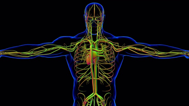 人体心脏与循环系统解剖医学概念3D视频素材