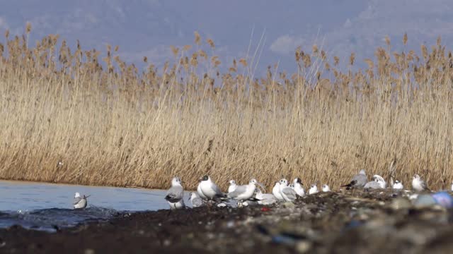 海鸥站在奥赫里德湖岸视频素材