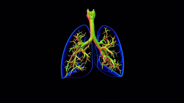 肺人体呼吸系统解剖医学概念3D视频素材