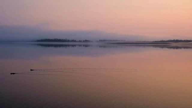 秋天的早晨，两只鸟在静静的湖里游泳视频素材